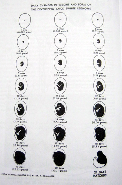 Guide to Better Hatching" book- chicken, duck, all poultry
