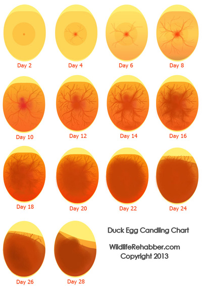 Chicken Egg Hatching Chart