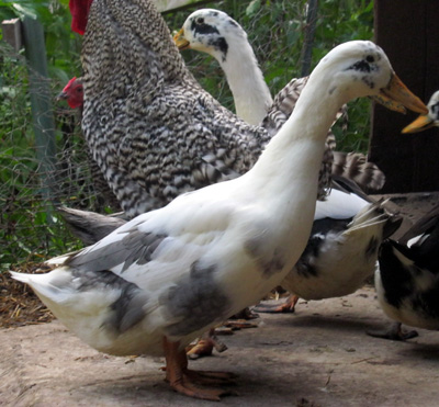 18 Fertile Ancona Duck Hatching Eggs RARE COLORS 