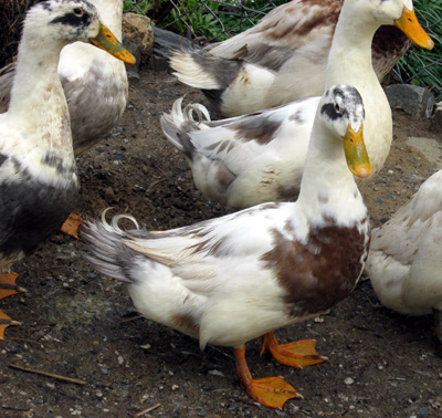 18 Fertile Ancona Duck Hatching Eggs RARE COLORS 