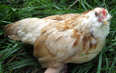 Easter Egger Bantam Chicken Eggs for Sale