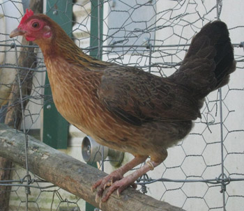 Banty Chickens: Broody hens. Incubate eggs. Crossbred.