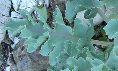 sea kale edible seeds roots perennial leaves stems crambe maritima nantahala farm visit blanched eaten inches tall cut flowers parts