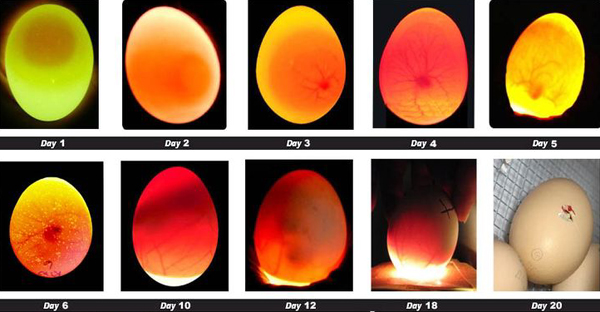 Incubating Chicken Eggs Chart