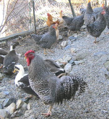 Dominique Chicken Breeds