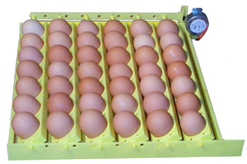 How to Incubate Chicken or Duck Eggs from fertile, hatching egg.
