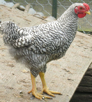 Dominique cockerel