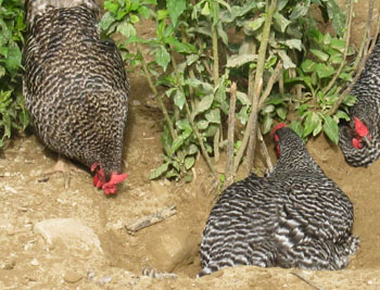 Dominique chickens