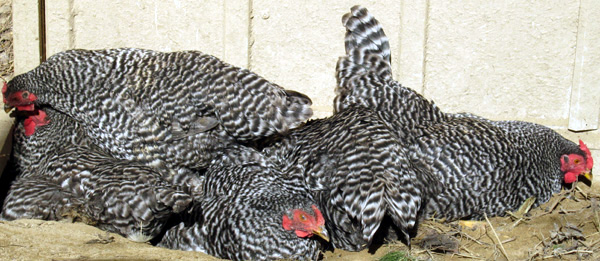 This is a wild photo of Dominique hens dust bathing together. There 