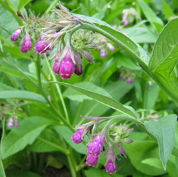 Comfrey Plant