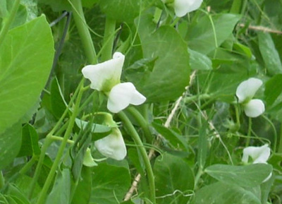 Image result for snowpea