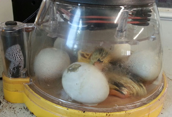 incubator for duck eggs incubator for duck eggs